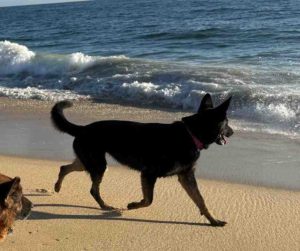 german shepherd dog for adoption in nashville tn Photo german shepherd dog for adoption in nashville tn