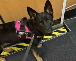 German shepherd dog for adoption in nashville tn