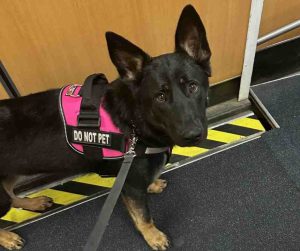 german shepherd dog for adoption in nashville tn Photo german shepherd dog for adoption in nashville tn