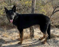 German shepherd dog for adoption in nashville tn