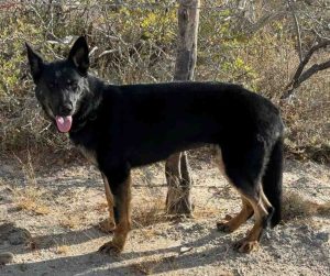 german shepherd dog for adoption in nashville tn Photo german shepherd dog for adoption in nashville tn