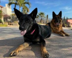 German shepherd dog for adoption in nashville tn