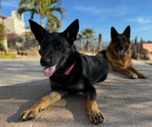 german shepherd dog for adoption in nashville tn Photo german shepherd dog for adoption in nashville tn