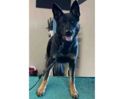 German shepherd dog for adoption in nashville tn