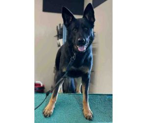 German Shepherd Dog For Adoption In Nashville Tn Photo German shepherd dog for adoption in nashville tn