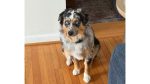 River, Australian shepherd for adoption in Fayetteville nc
