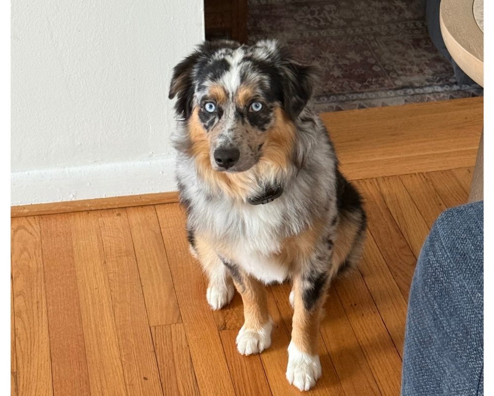 River, Australian shepherd for adoption in Fayetteville nc