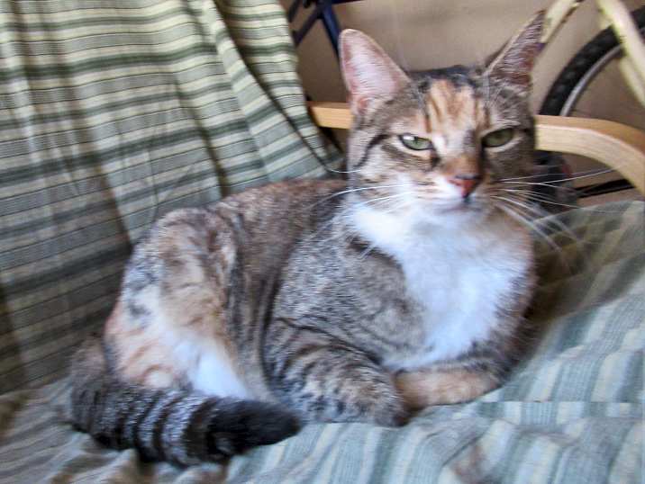 Tuxedo Torbie Cat For Adoption in Mount Bethel Pennsylvania – Adopt River