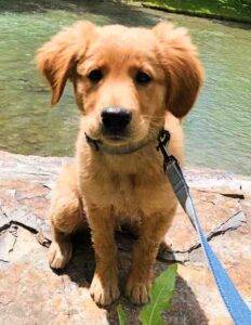 Golden retreiver puppy adopt calgary