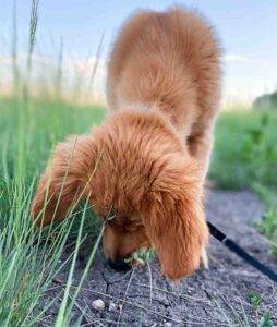 Golden retreiver puppy adopt calgary