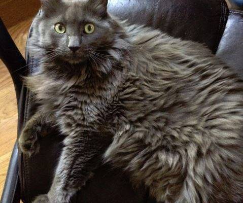 Rocco - Gorgeous Long Hair Grey Cat