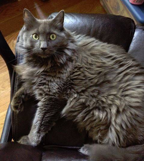 ADOPTED - Long Haired Grey Cat in Brooklyn NY