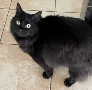 1 cuddly longhaired black cat for adoption in edmonton alberta – meet rocket