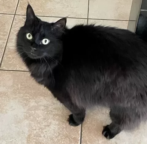 Looking for a Long Haired Black cat for adoption in Edmonton, AB? Rocket would love to be considered for the position of your cherished family companion.