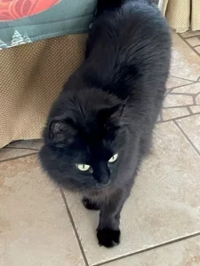 Longhaired black cat for adoption in edmonton