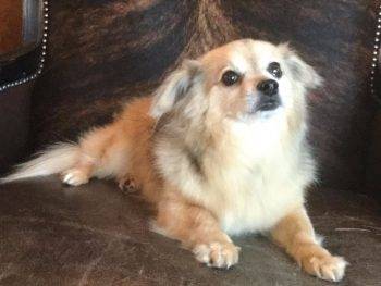 long haired chihuahua for adoption