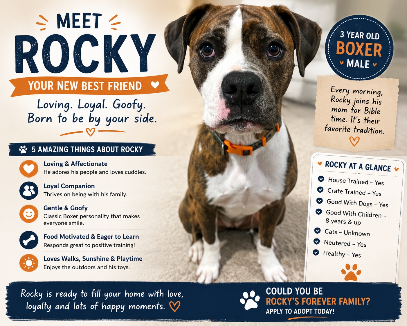 Photo Rocky Boxer Dog for Adoption in Argyle, Texas