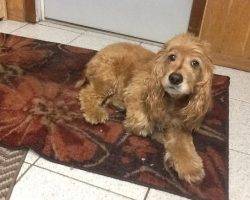 Cocker spaniel to adopt in new jersey