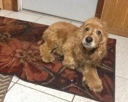 Rocky is a cocker spaniel to adopt in new jersey