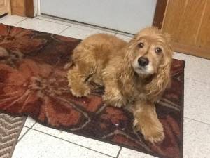 Rocky is a cocker spaniel to adopt in new jersey