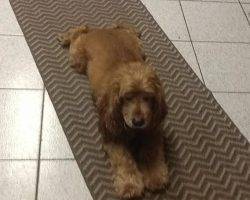 Rocky is a cocker spaniel to adopt in new jersey