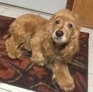 Rocky is a cocker spaniel to adopt in new jersey