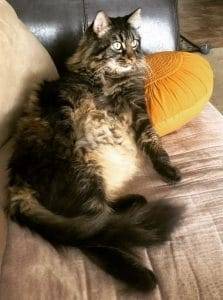 Rocky raccoon maine coon cat for adoption in san diego ca 7