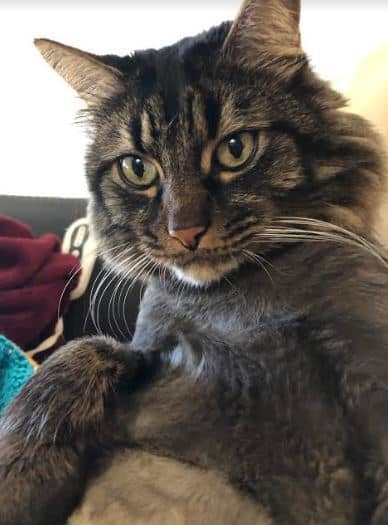 ADOPTED - San Diego CA - Maine Coon Cat Called Rocky Raccoon