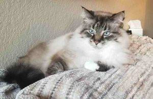 Staying with owners – lynx point ragdoll mix cat kent wa – meet rogue