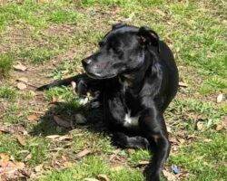 Romeo black lab whippet mix dog adoption shreveport la 1