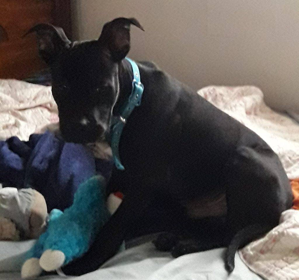 Romeo - black pitbull puppy for adoption arkansas