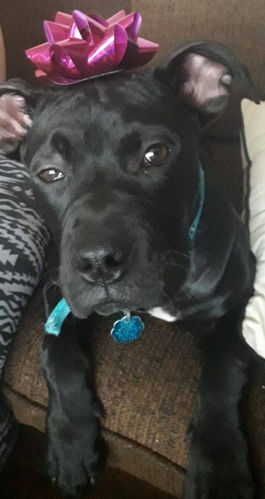Romeo - black pitbull puppy for adoption arkansas 2