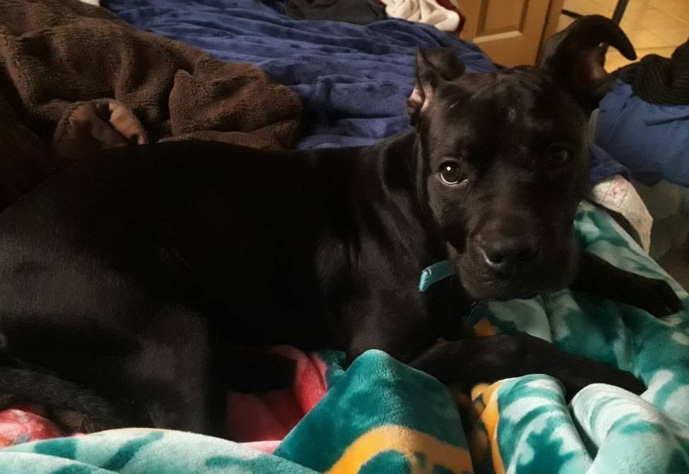 Romeo - black pitbull puppy for adoption arkansas 3
