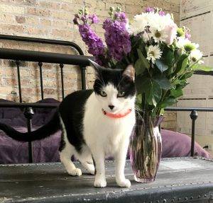 Rory - black white female cat for adoption chicago 2