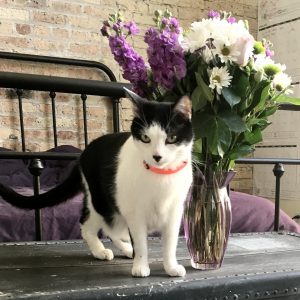 Rory - black white female cat for adoption chicago 2