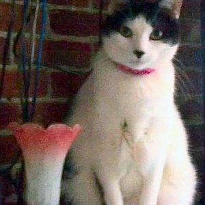 Rory - black white female cat for adoption chicago