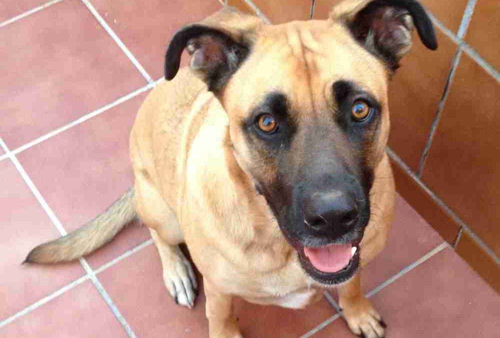 Gorgeous Boxer German Shepherd Mix Dog For Private Adoption Aurora Denver Colorado – Meet Rosalie