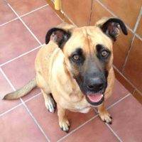 Rosalie German Shepherd Boxer Mix Dog For Private Adoption Denver Aurora CO 2