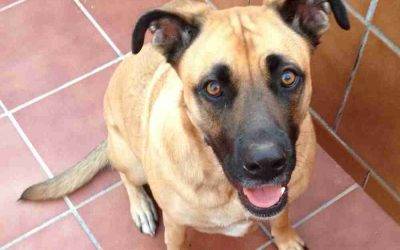 Gorgeous boxer german shepherd mix dog for private adoption aurora denver colorado – meet rosalie