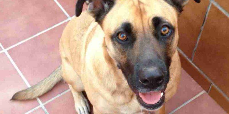 Gorgeous Boxer German Shepherd Mix Dog For Private Adoption Aurora Denver Colorado – Meet Rosalie
