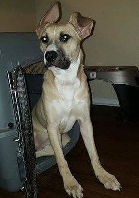 Rose Yellow Labrador Retriever Pitbull Mix Puppy For Adoption El Paso TX
