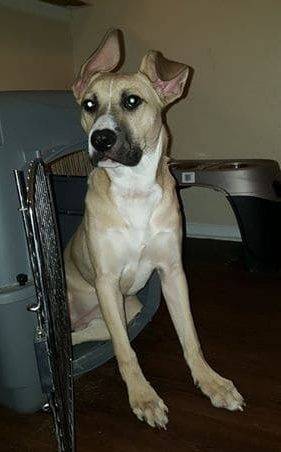 Rose Yellow Labrador Retriever Pitbull Mix Puppy For Adoption El Paso TX