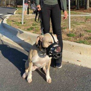 Rosie Amstaff Lab Mix Dog Adoption Atlanta GA (1)