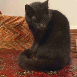 Stunning grey russian blue mix cat for adoption in brooklyn ny – supplies included – adopt rosie