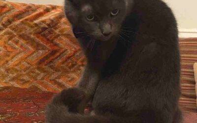 Stunning Grey Russian Blue Mix Cat For Adoption in Brooklyn NY – Supplies Included – Adopt Rosie