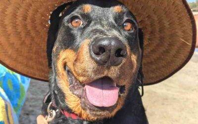 Rottweiler for adoption in san diego ca – supplies included – adopt bullet