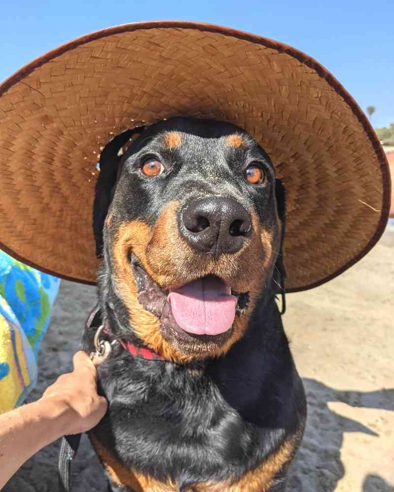Rottweiler For Adoption in San Diego CA 1 (1)