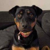 Rottweiler Mix Dog Adoption Edmonton