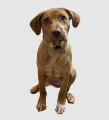 Rottweiler Pitbull Mix Puppy For Adoption Calgary