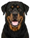 Rottweiler large dog breed portrait for adoption and rehoming